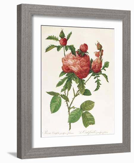 Rosa Centifolia Prolifera Foliacea-Pierre-Joseph Redouté-Framed Giclee Print