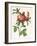 Rosa Centifolia Prolifera Foliacea-Pierre-Joseph Redouté-Framed Giclee Print