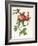 Rosa Centifolia Prolifera Foliacea-Pierre-Joseph Redouté-Framed Giclee Print