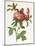 Rosa Centifolia Prolifera Foliacea-Pierre-Joseph Redouté-Mounted Giclee Print