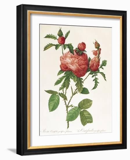 Rosa Centifolia Prolifera Foliacea-Pierre-Joseph Redouté-Framed Giclee Print