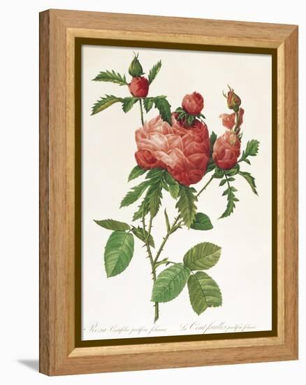 Rosa Centifolia Prolifera Foliacea-Pierre-Joseph Redouté-Framed Premier Image Canvas