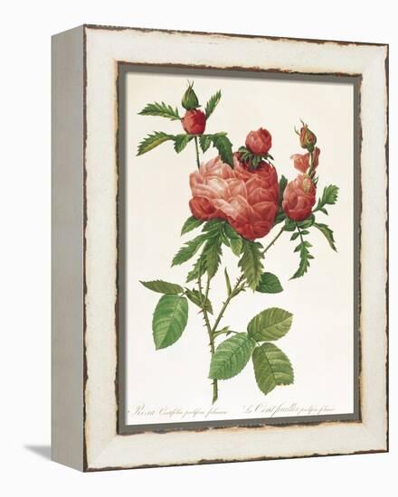 Rosa Centifolia Prolifera Foliacea-Pierre-Joseph Redouté-Framed Premier Image Canvas