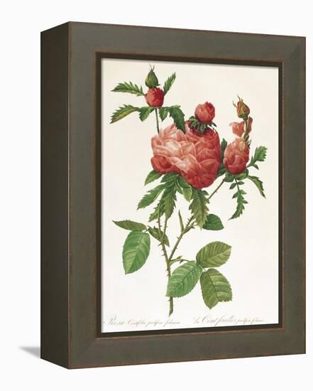 Rosa Centifolia Prolifera Foliacea-Pierre-Joseph Redouté-Framed Premier Image Canvas