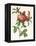 Rosa Centifolia Prolifera Foliacea-Pierre-Joseph Redouté-Framed Premier Image Canvas