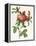 Rosa Centifolia Prolifera Foliacea-Pierre-Joseph Redouté-Framed Premier Image Canvas