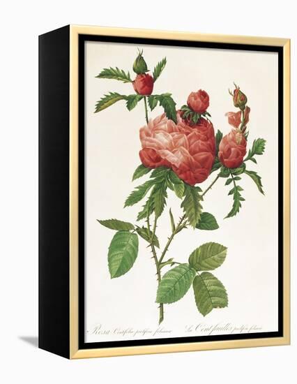 Rosa Centifolia Prolifera Foliacea-Pierre-Joseph Redouté-Framed Premier Image Canvas