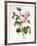 Rosa Centifolia-Pierre Joseph Redout?-Framed Giclee Print