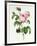 Rosa Centifolia-Pierre Joseph Redout?-Framed Giclee Print