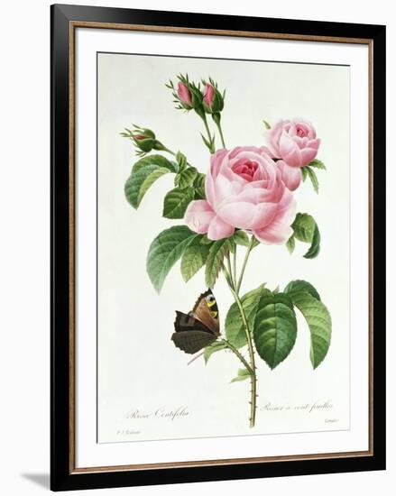 Rosa Centifolia-Pierre Joseph Redout?-Framed Giclee Print