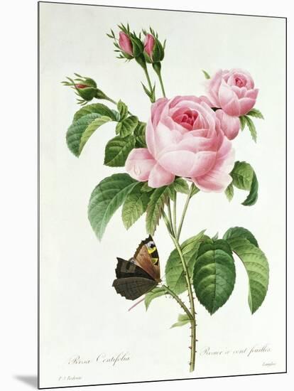 Rosa Centifolia-Pierre Joseph Redout?-Mounted Giclee Print