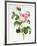 Rosa Centifolia-Pierre Joseph Redout?-Framed Giclee Print