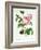 Rosa Centifolia-Pierre Joseph Redout?-Framed Giclee Print