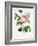 Rosa Centifolia-Pierre Joseph Redout?-Framed Giclee Print