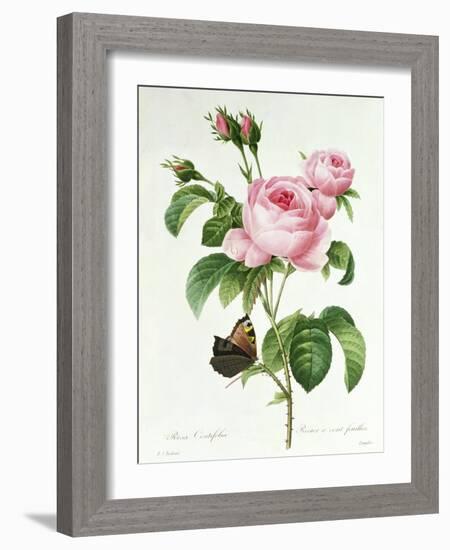 Rosa Centifolia-Pierre Joseph Redout?-Framed Giclee Print