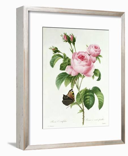 Rosa Centifolia-Pierre Joseph Redout?-Framed Giclee Print