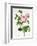 Rosa Centifolia-Pierre Joseph Redout?-Framed Giclee Print