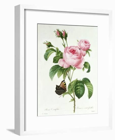 Rosa Centifolia-Pierre Joseph Redout?-Framed Giclee Print