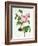 Rosa Centifolia-Pierre Joseph Redout?-Framed Giclee Print