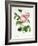 Rosa Centifolia-Pierre Joseph Redout?-Framed Giclee Print