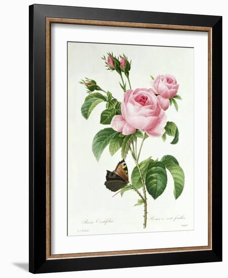 Rosa Centifolia-Pierre Joseph Redout?-Framed Giclee Print