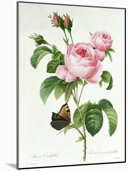 Rosa Centifolia-Pierre Joseph Redout?-Mounted Giclee Print