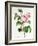 Rosa Centifolia-Pierre Joseph Redout?-Framed Giclee Print