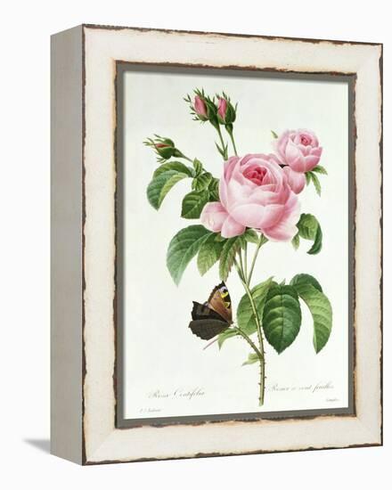 Rosa Centifolia-Pierre Joseph Redout?-Framed Premier Image Canvas