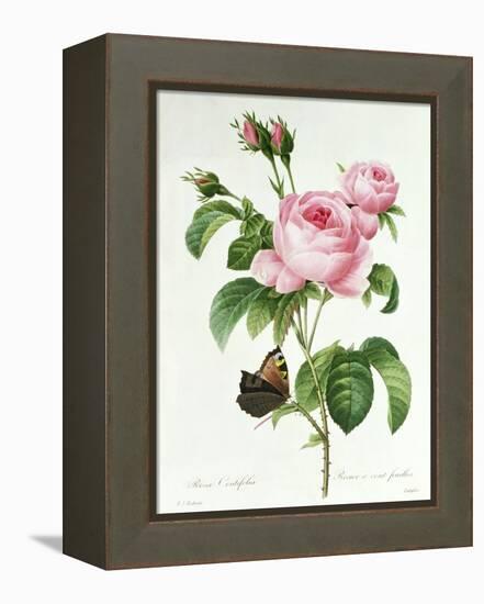 Rosa Centifolia-Pierre Joseph Redout?-Framed Premier Image Canvas