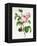 Rosa Centifolia-Pierre Joseph Redout?-Framed Premier Image Canvas