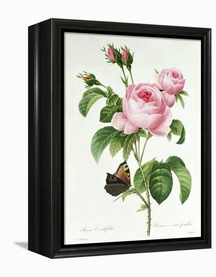 Rosa Centifolia-Pierre Joseph Redout?-Framed Premier Image Canvas