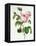 Rosa Centifolia-Pierre Joseph Redout?-Framed Premier Image Canvas