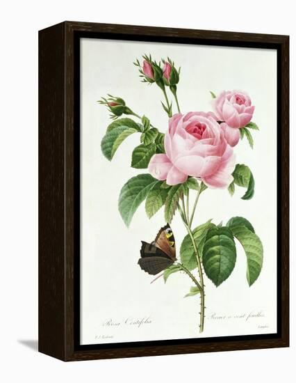 Rosa Centifolia-Pierre Joseph Redout?-Framed Premier Image Canvas