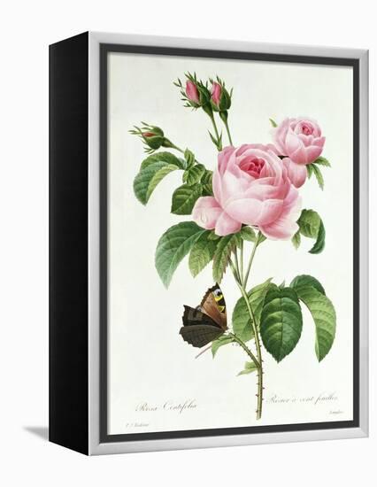 Rosa Centifolia-Pierre Joseph Redout?-Framed Premier Image Canvas