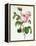 Rosa Centifolia-Pierre Joseph Redout?-Framed Premier Image Canvas