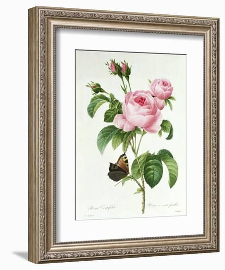 Rosa Centifolia-Pierre Joseph Redout?-Framed Giclee Print