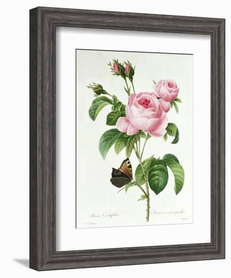 Rosa Centifolia-Pierre Joseph Redout?-Framed Giclee Print