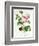 Rosa Centifolia-Pierre Joseph Redout?-Framed Giclee Print