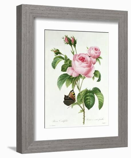 Rosa Centifolia-Pierre Joseph Redout?-Framed Giclee Print