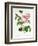 Rosa Centifolia-Pierre Joseph Redout?-Framed Giclee Print