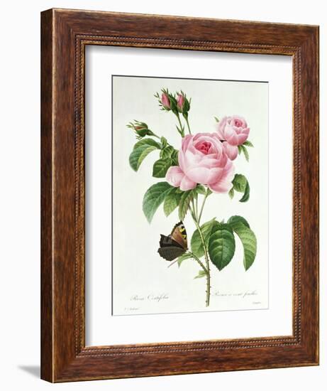 Rosa Centifolia-Pierre Joseph Redout?-Framed Giclee Print