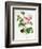 Rosa Centifolia-Pierre Joseph Redout?-Framed Giclee Print