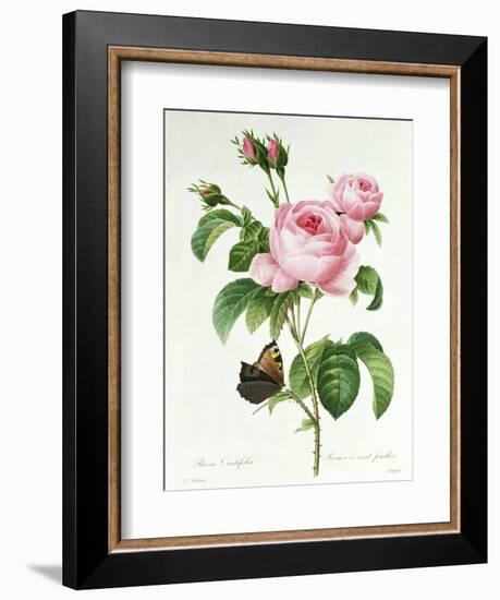 Rosa Centifolia-Pierre Joseph Redout?-Framed Giclee Print