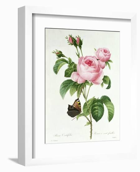 Rosa Centifolia-Pierre Joseph Redout?-Framed Giclee Print