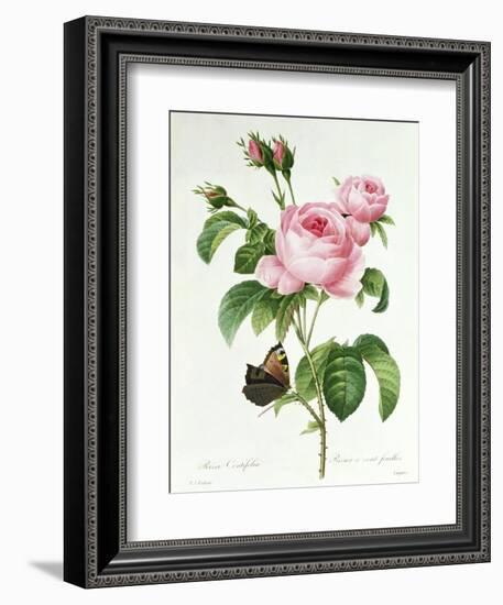 Rosa Centifolia-Pierre Joseph Redout?-Framed Giclee Print