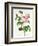 Rosa Centifolia-Pierre Joseph Redout?-Framed Giclee Print