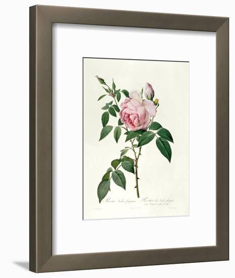 Rosa Chinensis and Rosa Gigantea, from 'Les Roses', 1817-Pierre-Joseph Redouté-Framed Premium Giclee Print