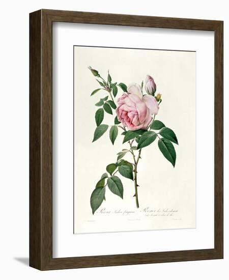 Rosa Chinensis and Rosa Gigantea, from 'Les Roses', 1817-Pierre-Joseph Redouté-Framed Premium Giclee Print