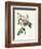 Rosa Chinensis and Rosa Gigantea, from 'Les Roses', 1817-Pierre-Joseph Redouté-Framed Giclee Print