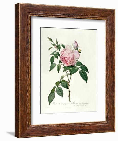 Rosa Chinensis and Rosa Gigantea, from 'Les Roses', 1817-Pierre-Joseph Redouté-Framed Giclee Print